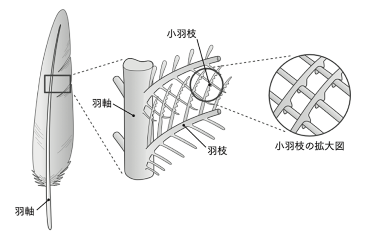 鳥類の羽毛と色彩のはなし - いきもののわ