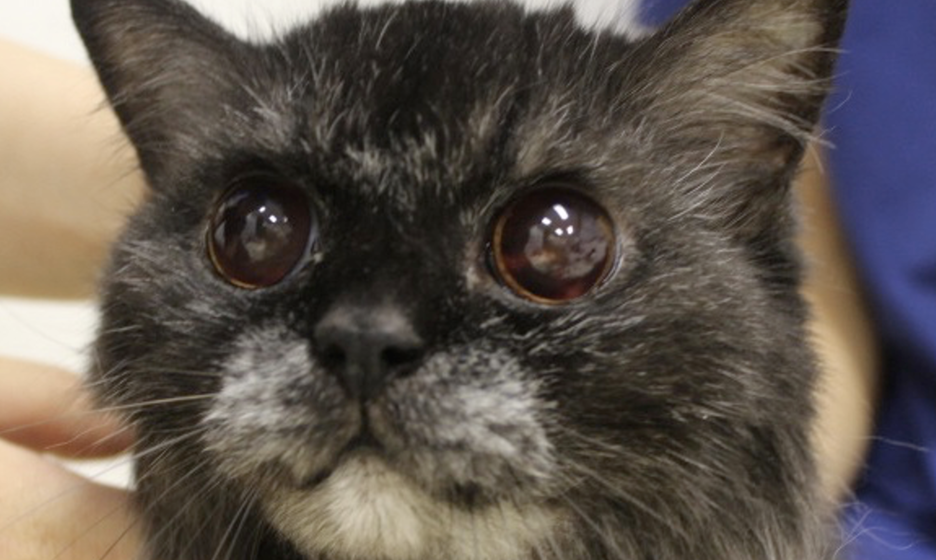 犬・猫をSFTS(重症熱性血小板減少症候群)に感染させないために注意すること - いきもののわ