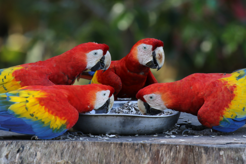 魅力的なコスタリカの鳥たちを訪ねて 第 回 インコの仲間を探して