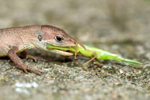はっけん！ 日本の爬虫類・両生類【第8回】ニホンカナヘビ Takydromus 