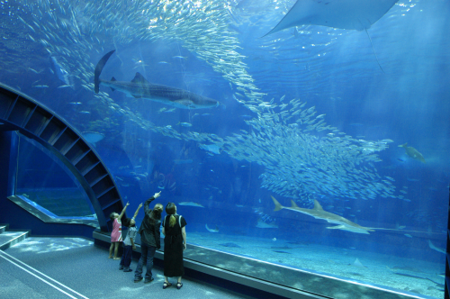 水族館の大水槽はどうやって作られているの？ NIPPURAが誇るアクリル  