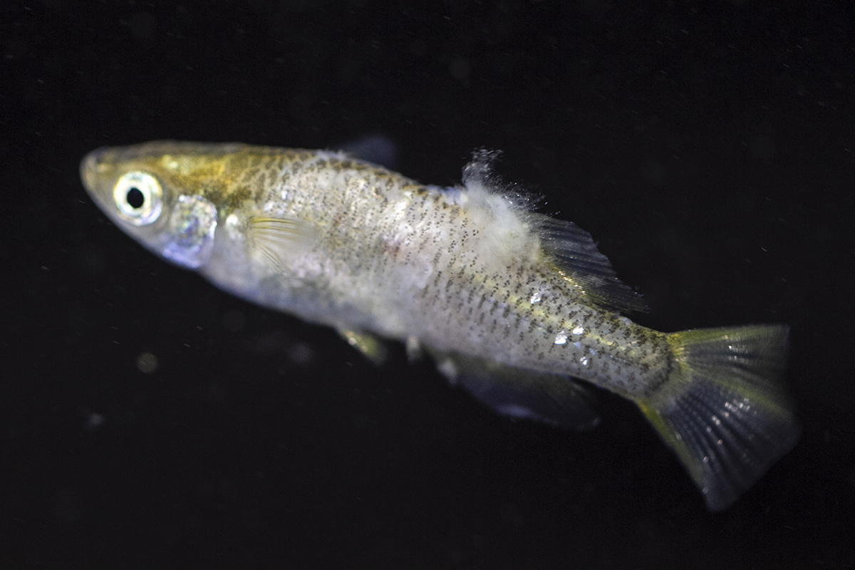 淡水性の観賞魚全般に発症する主な病気とその対策 - いきもののわ
