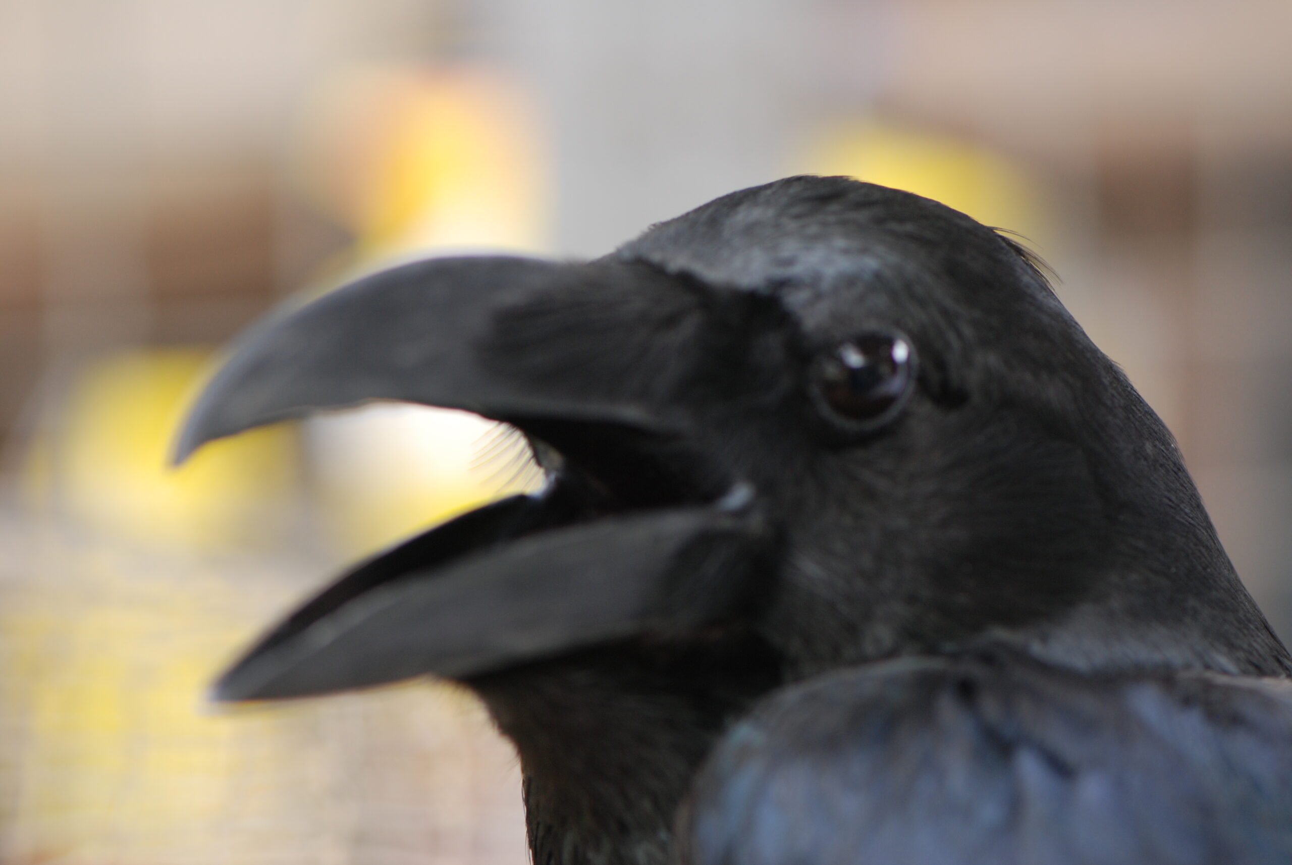 カラス博士の研究余話【第14回】カラスの四季~盛夏のころ~ - いきもののわ