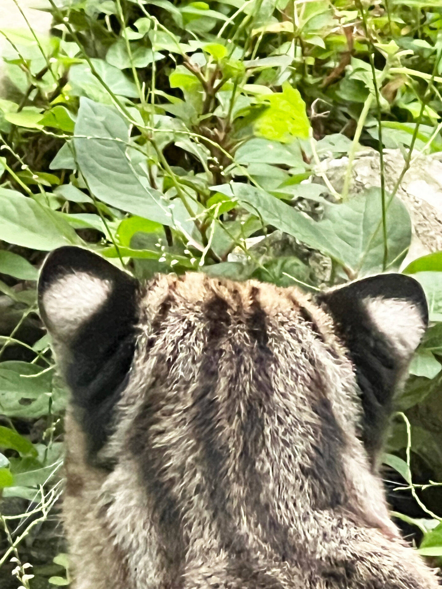 野生のツシマヤマネコに出会うには(対馬野生生物保護センター) - いきもののわ