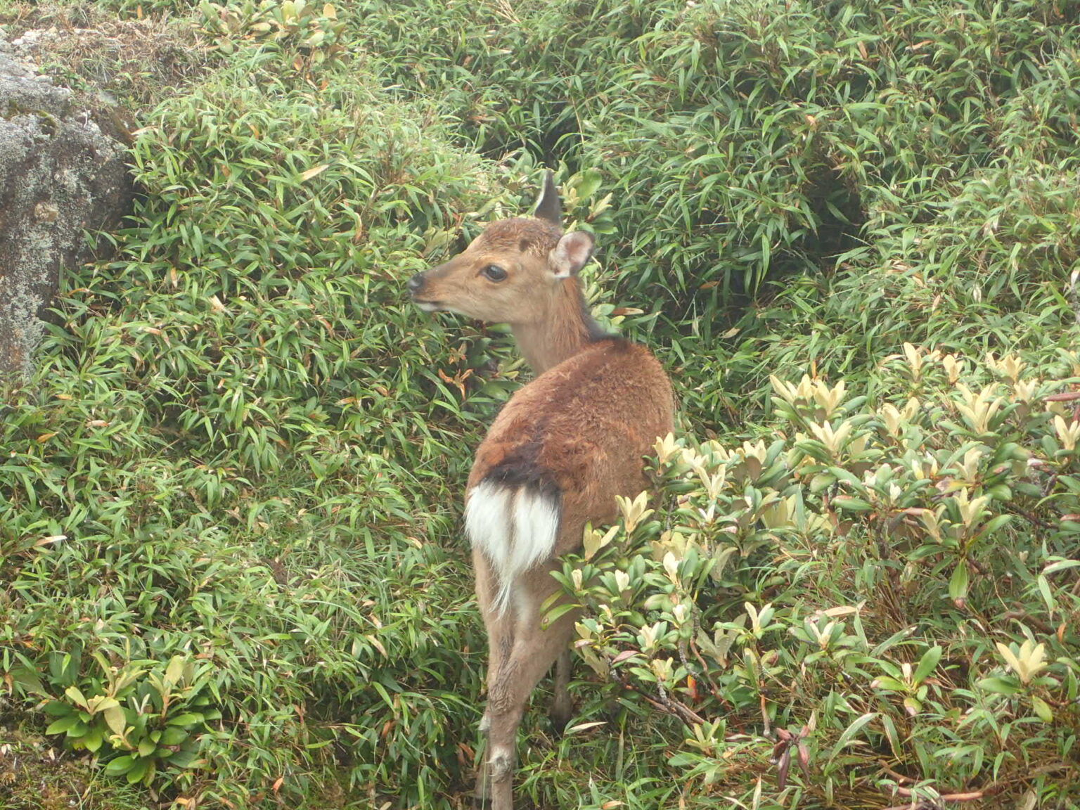 観察しよう! 屋久島国立公園で出会う野生動物「ヤクシカ」(屋久島自然保護官事務所) - いきもののわ