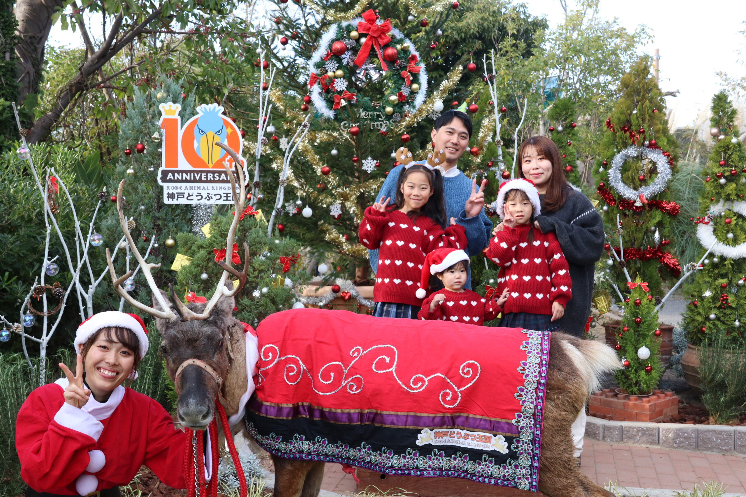 トナカイとのグリーティングタイム」2024年12月25日まで開催（神戸