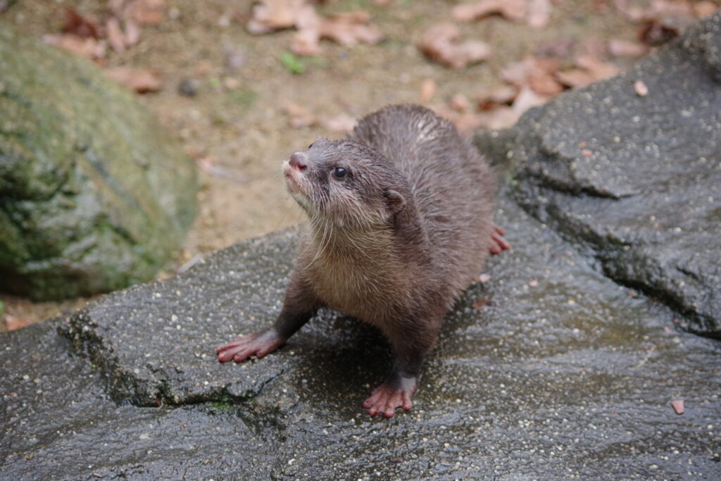 コツメカワウソ HANA・BIYORIでコツメカワウソの赤ちゃんが誕生！ | 株式会社
