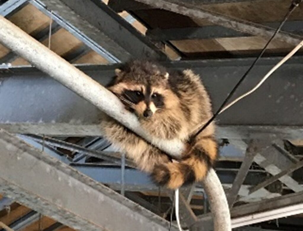 野生動物の法獣医学と野生動物医学の現状【第22回】野生動物体表で蠢く