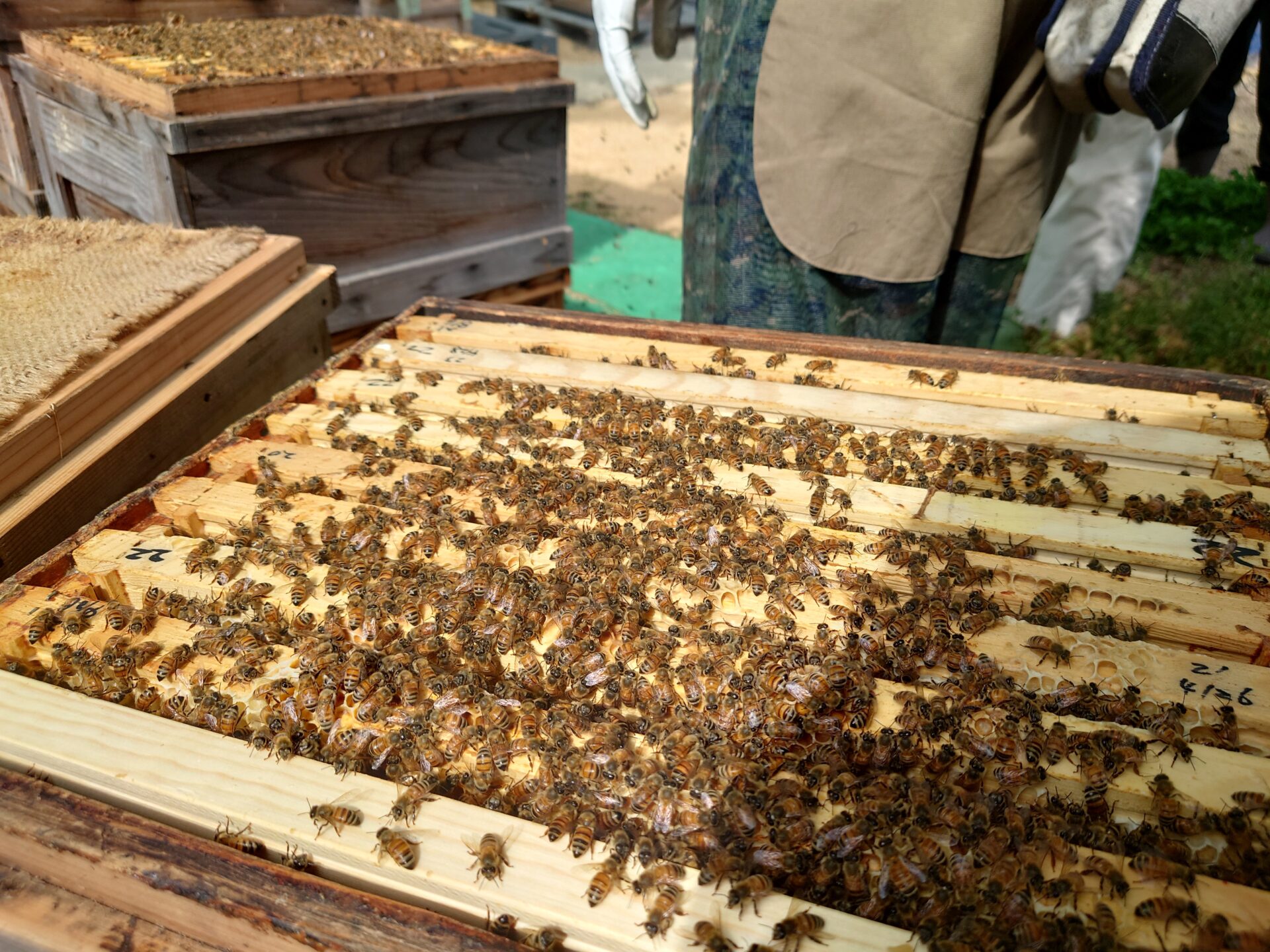 美味しいハチミツを作る養蜂家はどんな仕事をしているの？ - いきもののわ