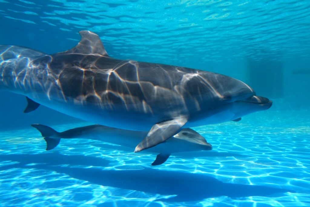 教えて！ 飼育員さん：イルカのはなし - いきもののわ