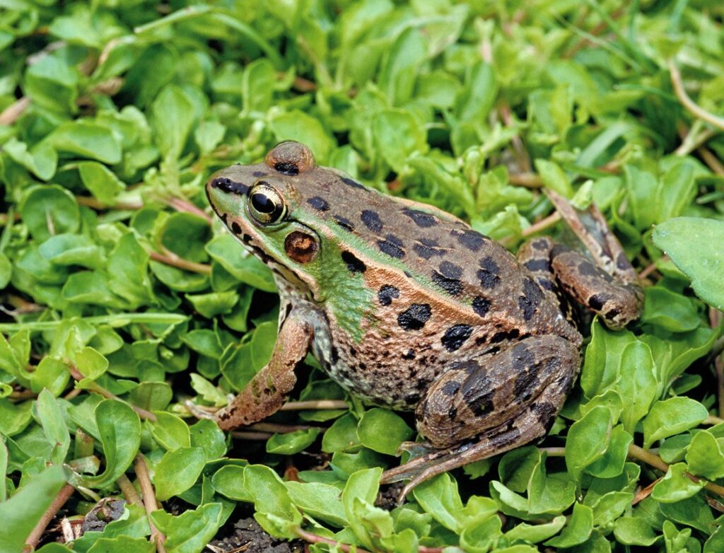 岸本ウラチ　ナゴヤダルマガエル ナゴヤダルマガエル ／ Nagoya Daruma Pond Frog｜menu02_動物紹介