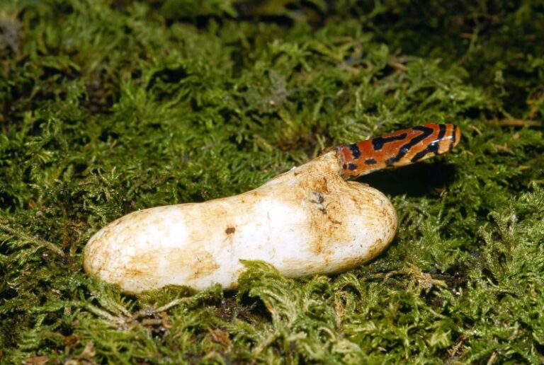 はっけん! 日本の爬虫類・両生類【第32回】ジムグリ Euprepiophis conspicillatus (Boie, 1826 ...